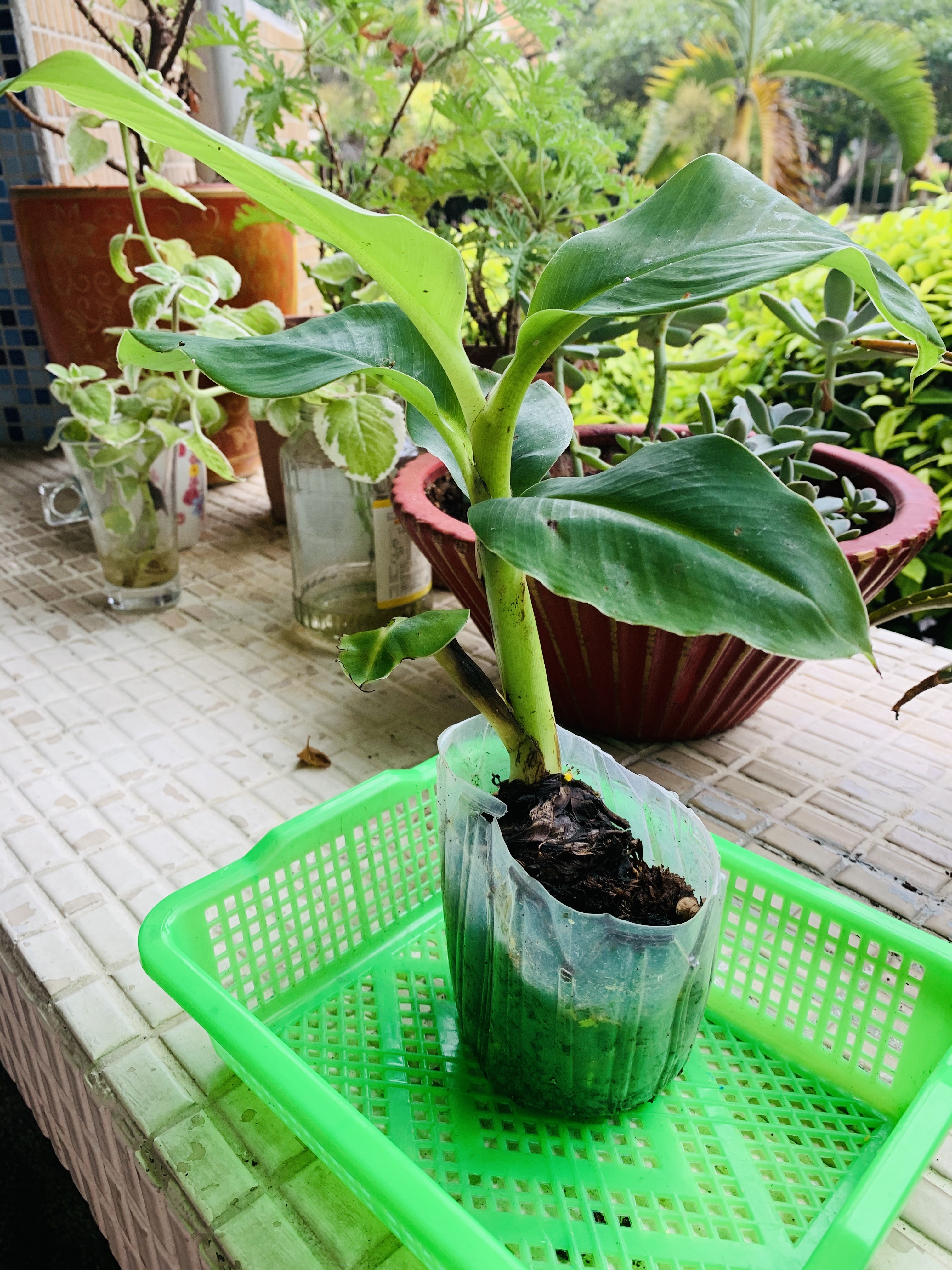芭蕉樹