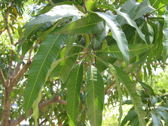 芒果的葉